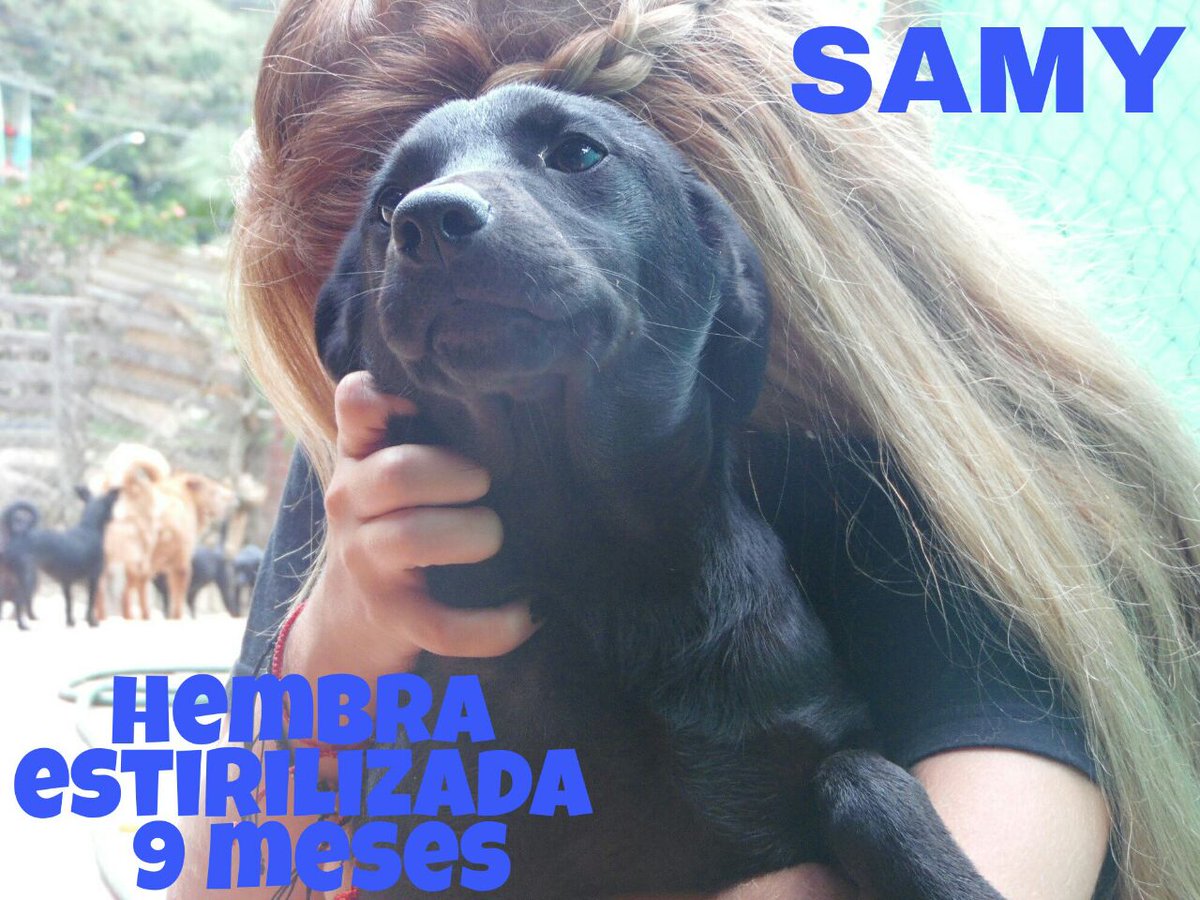 FunHogarAlicia's tweet photo. SAMY busca un hogar para llenarlo de mucho amor😍y felicidad!! 😆 #adopta a SAMY o ayúdanos a buscarle un hogar ❤❤ https://t.co/aL67wNesvi