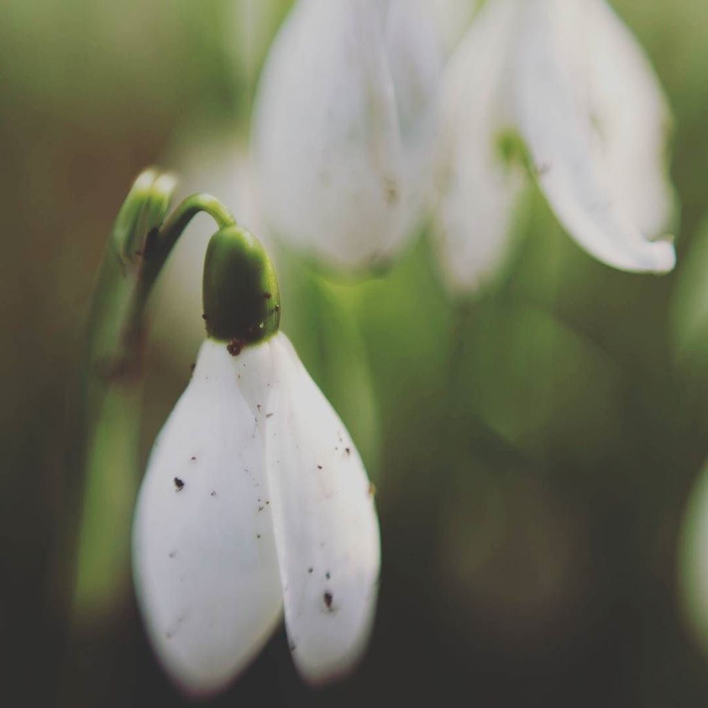 chancy51's tweet photo. Snowdrops #snowdrops #Welfordpark #macro #reverse50mm #50mm #canon #6D https://t.co/EFQqxy8MRg https://t.co/b1AkBfgI9z
