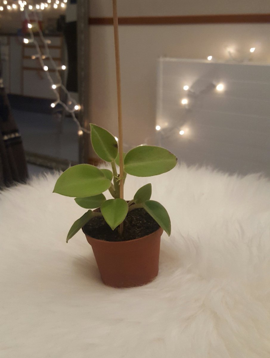 Í dag er ég blómalæknir. Grillpinni og útsaumsgarn ftw! #blómatwitter