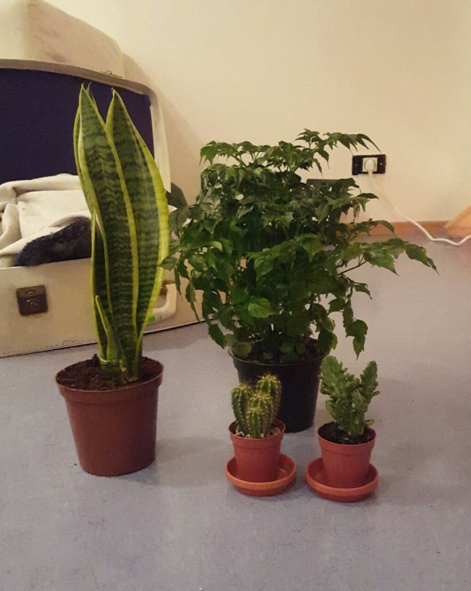 Ætlaði bara rétt að kíkja inn í Blómaborg.... #blómatwitter