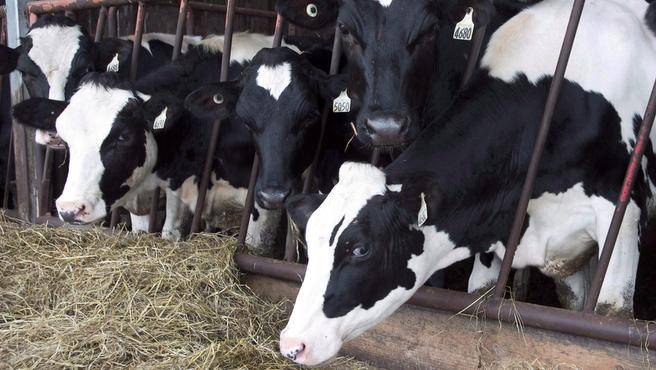 OPINION: Dairy industry is fine, thank you herald.ca/RvB