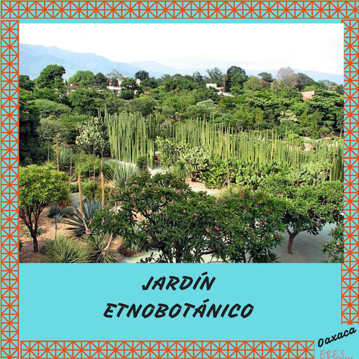 OaxacaERES's tweet photo. 2.3 hectáreas de plantas originarias del estado de Oaxaca🌳
#TurismoOaxaca #Oaxaca #OaxacaEres #Jardin #Plantas https://t.co/SV5PYuGOEm