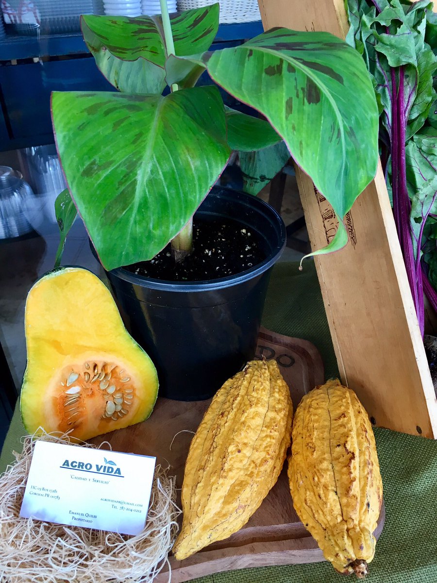 mercatosju's tweet photo. Hoy disfrutamos de lo mas fresco de nuestra tierra #fromthefarmtothetable #apoyalolocal #farmersmarket https://t.co/qvzAzp2RYm