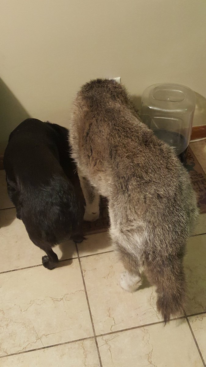 ABranesample's tweet photo. #notgoats eating supper together.
@cee_jaaaaay @Clever_Jester https://t.co/quNjl60pZn