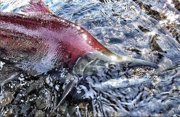 Compass360gear's tweet photo. Great catch by brand ambassador The TroutMen  Keep em coming. #Compass360gear https://t.co/xnK62Kf5nx