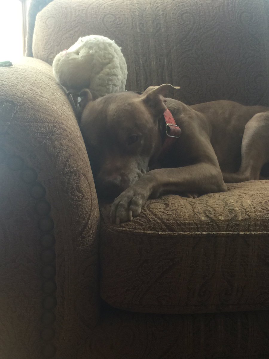 dagangle's tweet image. #zoesanimalrescue  mynewfosterBB, chocolate pitty.. sweetest thing ever!