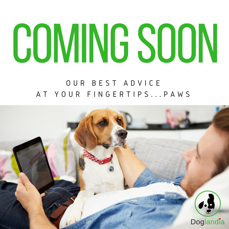 SarahSaysPets's tweet photo. Something's in the works! Stay tuned. #doglandia #moderndogparenting #furbaby #furchild #dogsolutions https://t.co/bZPrBHAaoS