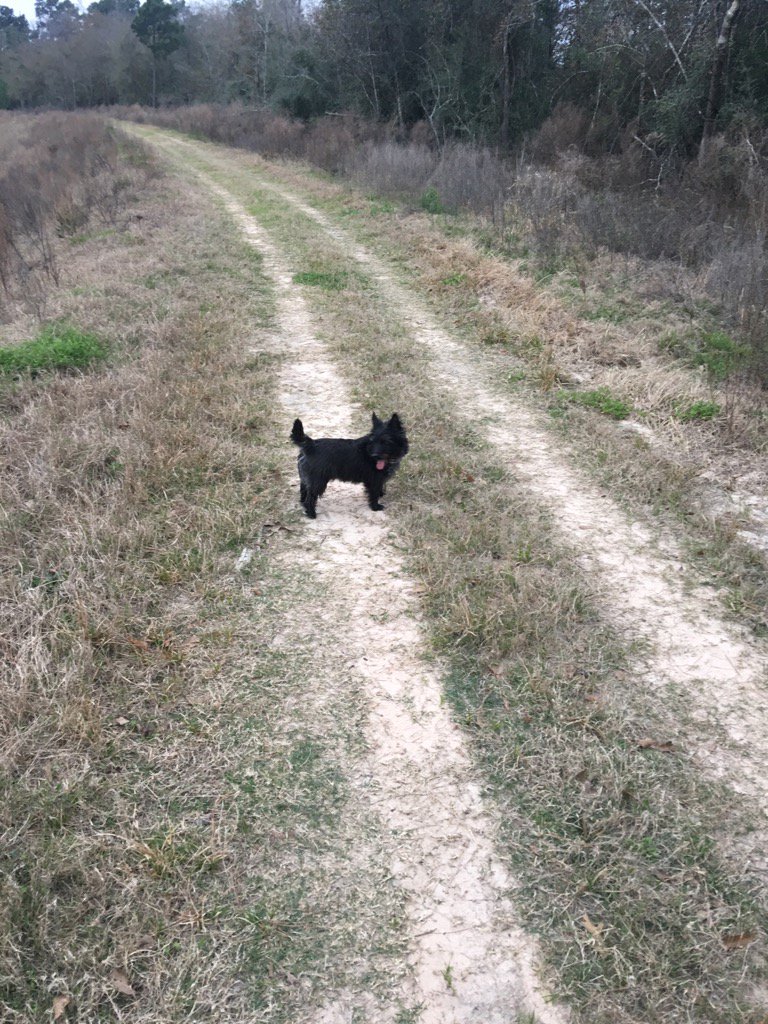 Colonelcairn's tweet image. Back on patrol. Full alert Soldiers! #ZSHQ RaaAAA!