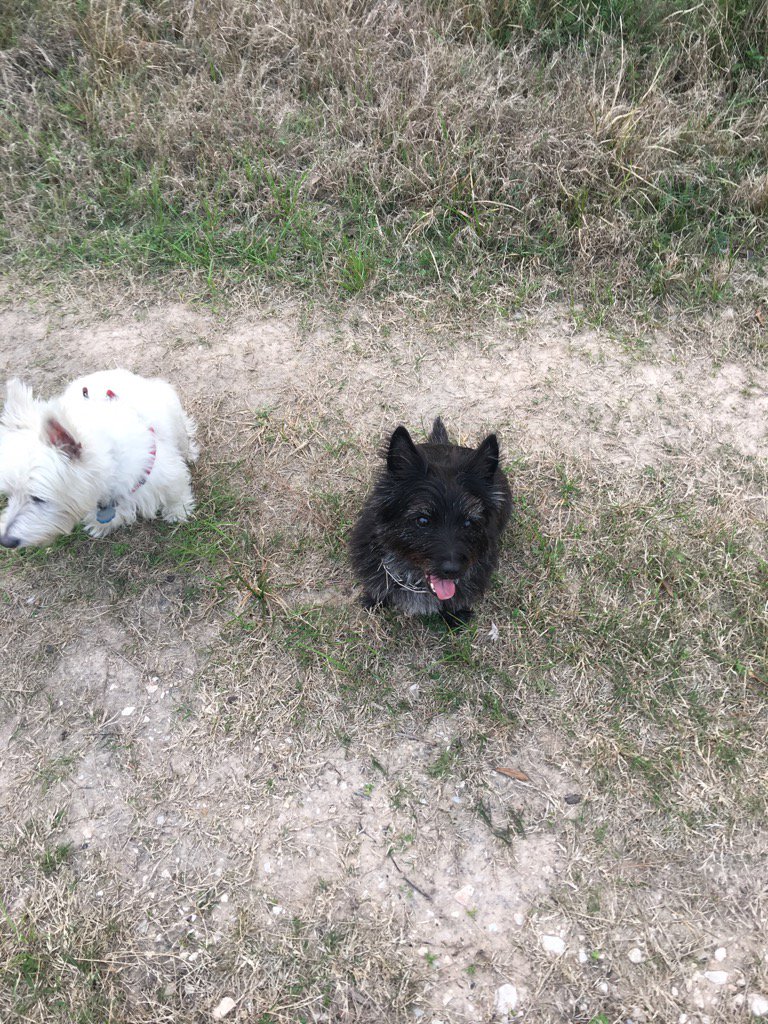 Colonelcairn's tweet image. Enjoying a moment of "at ease" #ZSHQ