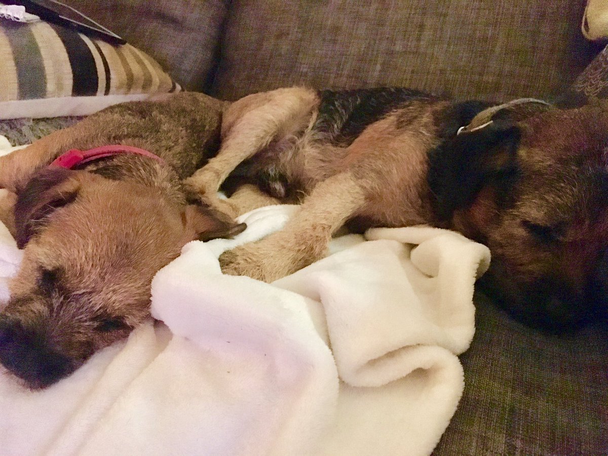 BarneyBT's tweet image. Very snoozy after good walkies with Hollie the lab &amp;amp; a pub lunch....then walkies home.. little B was carried a bit on the last bit 🙄💕💖💕