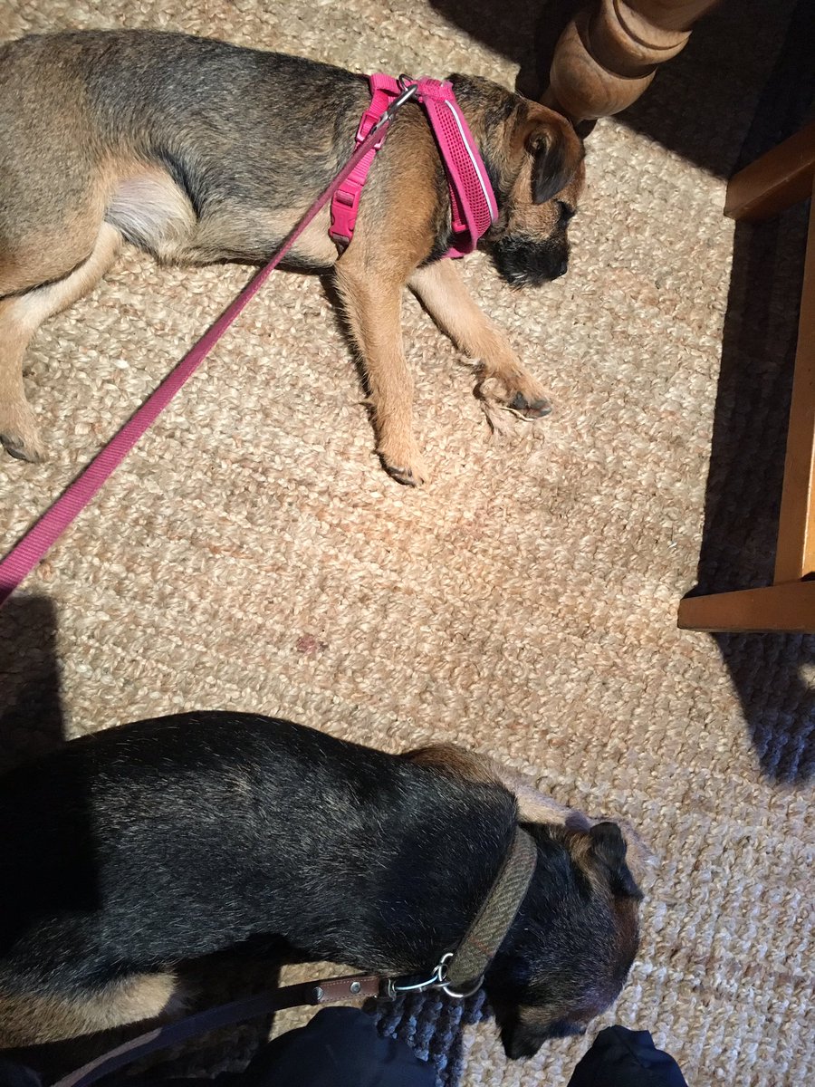 BarneyBT's tweet image. Very snoozy after good walkies with Hollie the lab &amp;amp; a pub lunch....then walkies home.. little B was carried a bit on the last bit 🙄💕💖💕