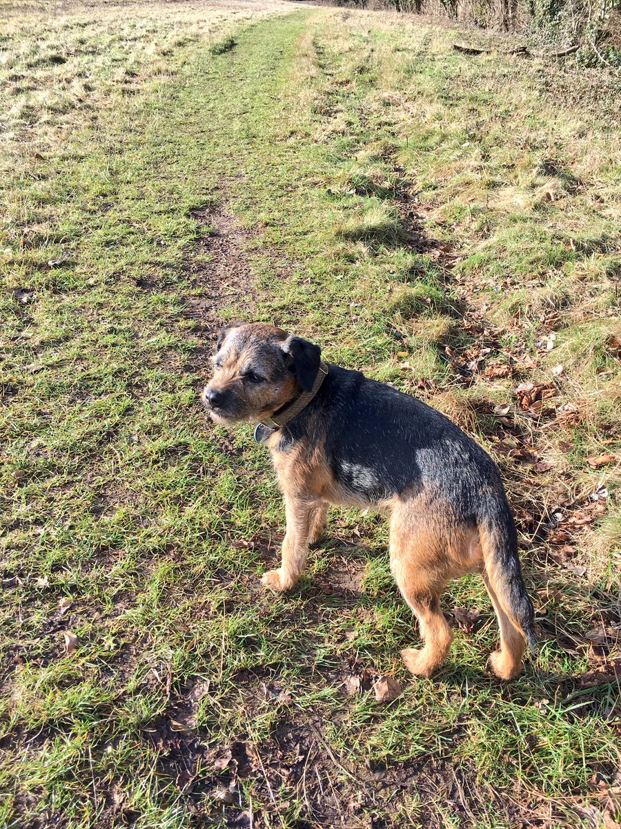 BarneyBT's tweet image. Very snoozy after good walkies with Hollie the lab &amp;amp; a pub lunch....then walkies home.. little B was carried a bit on the last bit 🙄💕💖💕