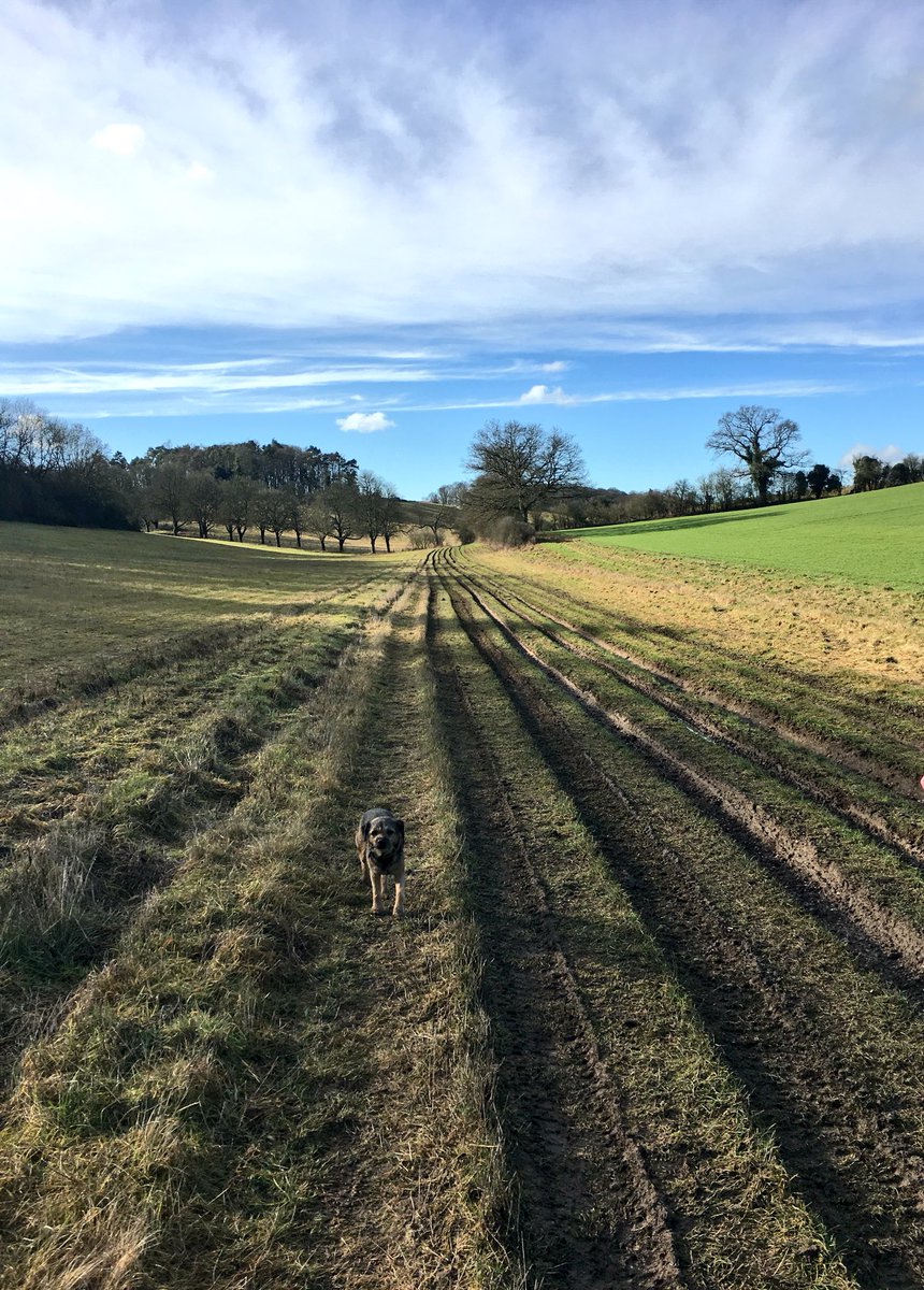 BarneyBT's tweet image. Very snoozy after good walkies with Hollie the lab &amp;amp; a pub lunch....then walkies home.. little B was carried a bit on the last bit 🙄💕💖💕