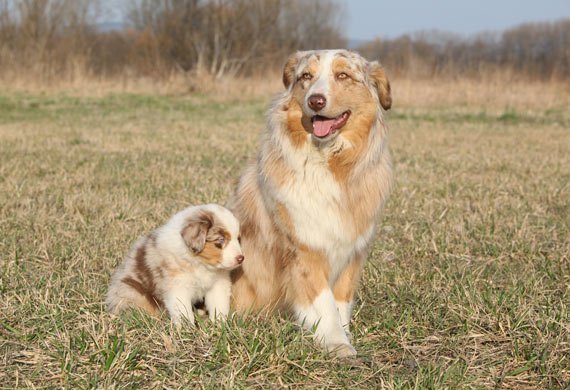 PetMD's tweet image. How Your Dog's Behavior Can Change with Age: goo.gl/Fklr8w