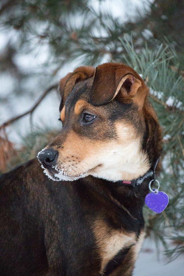 FurRSQ's tweet image. Adoptable Lilo wonders if you've purchased your raffle tickets yet--you could win Oilers tickets AND help dogs like her! Details on poster.