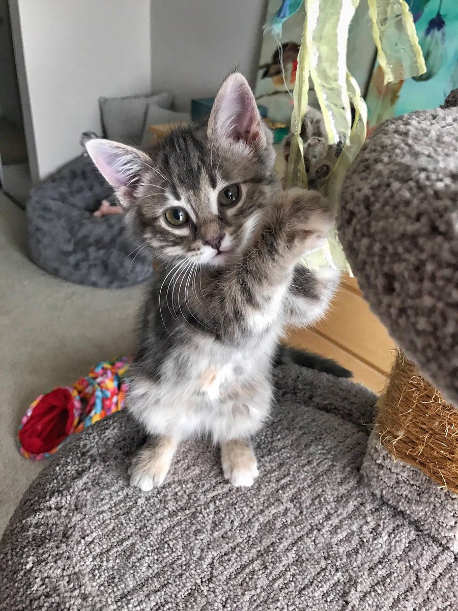 FurRSQ's tweet image. Gah! Little Chicken is painfully adorable! Just hanging out, being cute. Adopt her today: zoesanimalrescue.org/animals/chicke…