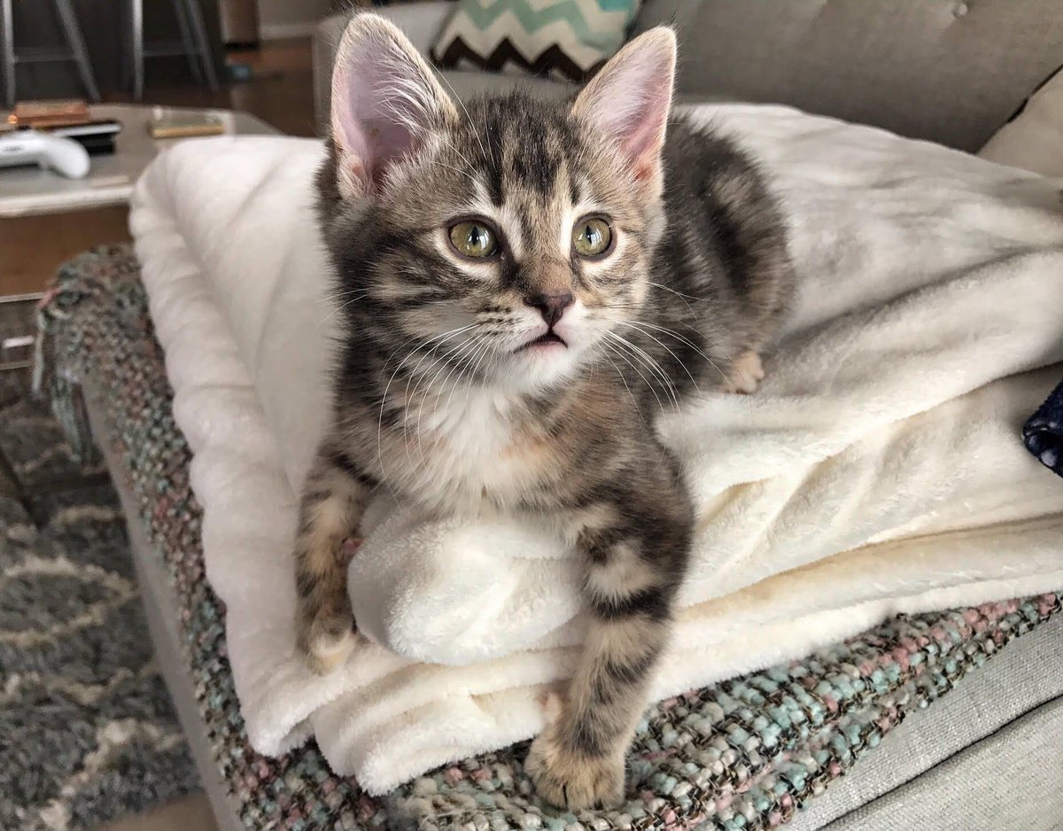 FurRSQ's tweet image. Gah! Little Chicken is painfully adorable! Just hanging out, being cute. Adopt her today: zoesanimalrescue.org/animals/chicke…