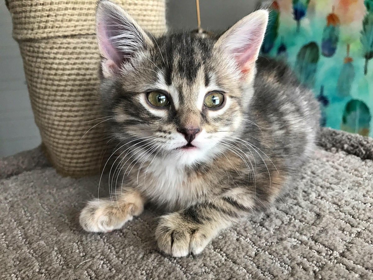 FurRSQ's tweet image. Gah! Little Chicken is painfully adorable! Just hanging out, being cute. Adopt her today: zoesanimalrescue.org/animals/chicke…