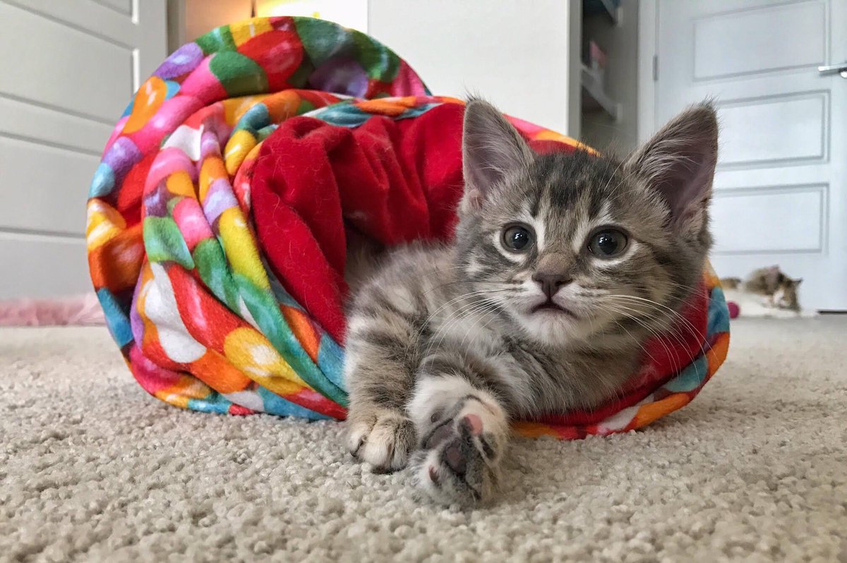 FurRSQ's tweet image. Gah! Little Chicken is painfully adorable! Just hanging out, being cute. Adopt her today: zoesanimalrescue.org/animals/chicke…