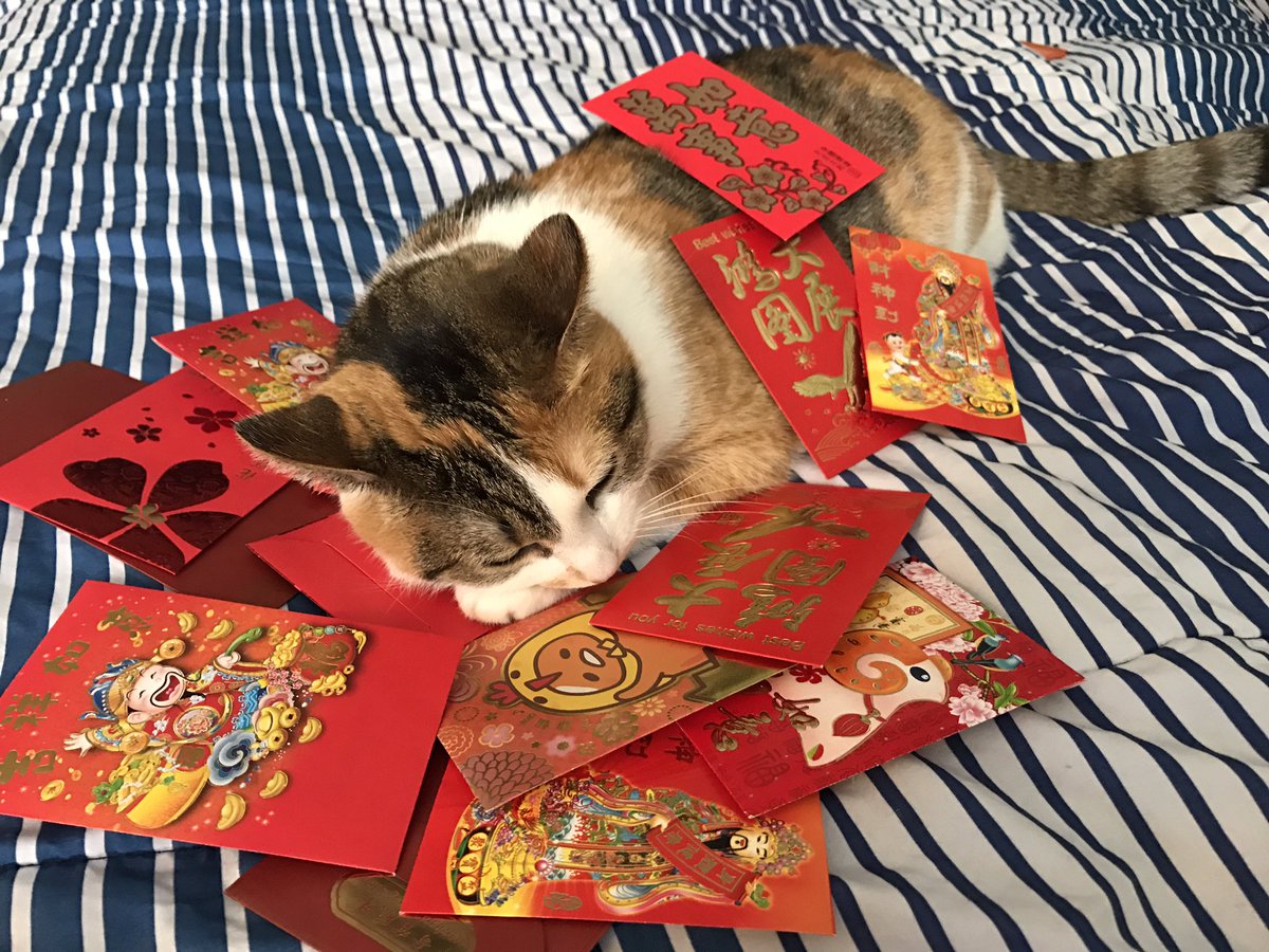 JennLi123's tweet photo. Chinese money cat. Retweet these pictures of my cat laying on money for prosperity and riches in 2017. 🐈💵💸💴💶😸 https://t.co/FvTrRKNi9B