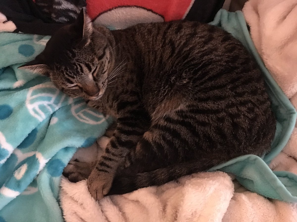 Thor_Witcher's tweet image. Meow