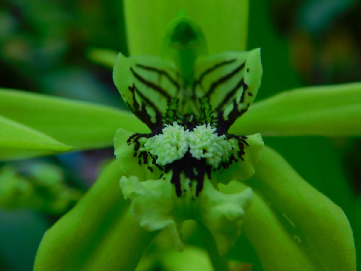 #photography #Nikon #orchids