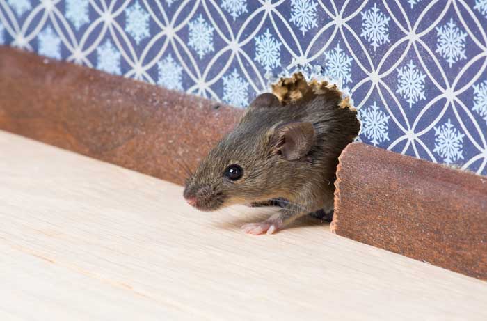 AllStarPestCtrl's tweet photo. #Rats On The Rise - Many Homeowners Seeking #Rodent Control in #Plano #TX https://t.co/gQlL4sLboc https://t.co/UovZ4OxCnq
