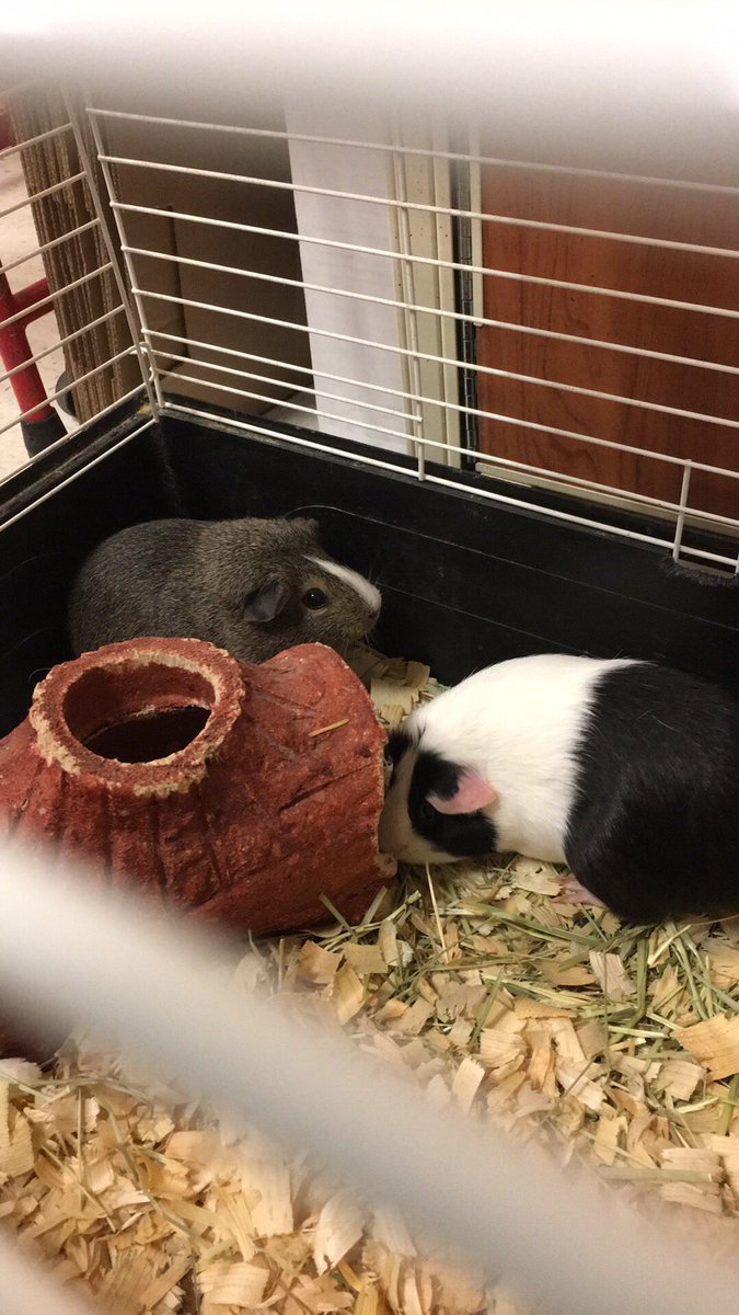 PetSmart Metairie LA (PetSmart1175) Twitter