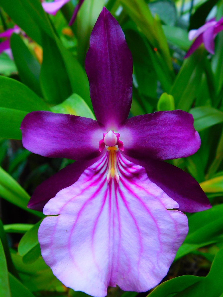 #photography #orchids #Nikon