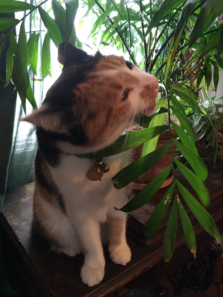 stop cat from chewing plants