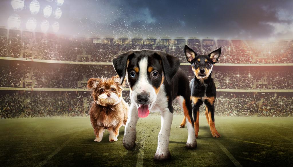 Puppy Bowl XIII ➡️ apple.co/AnimalPlanet