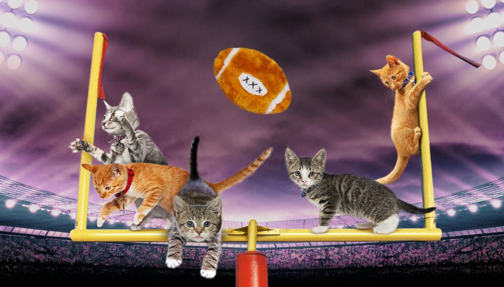 Kitten Bowl IV ➡️ apple.co/Hallmark
