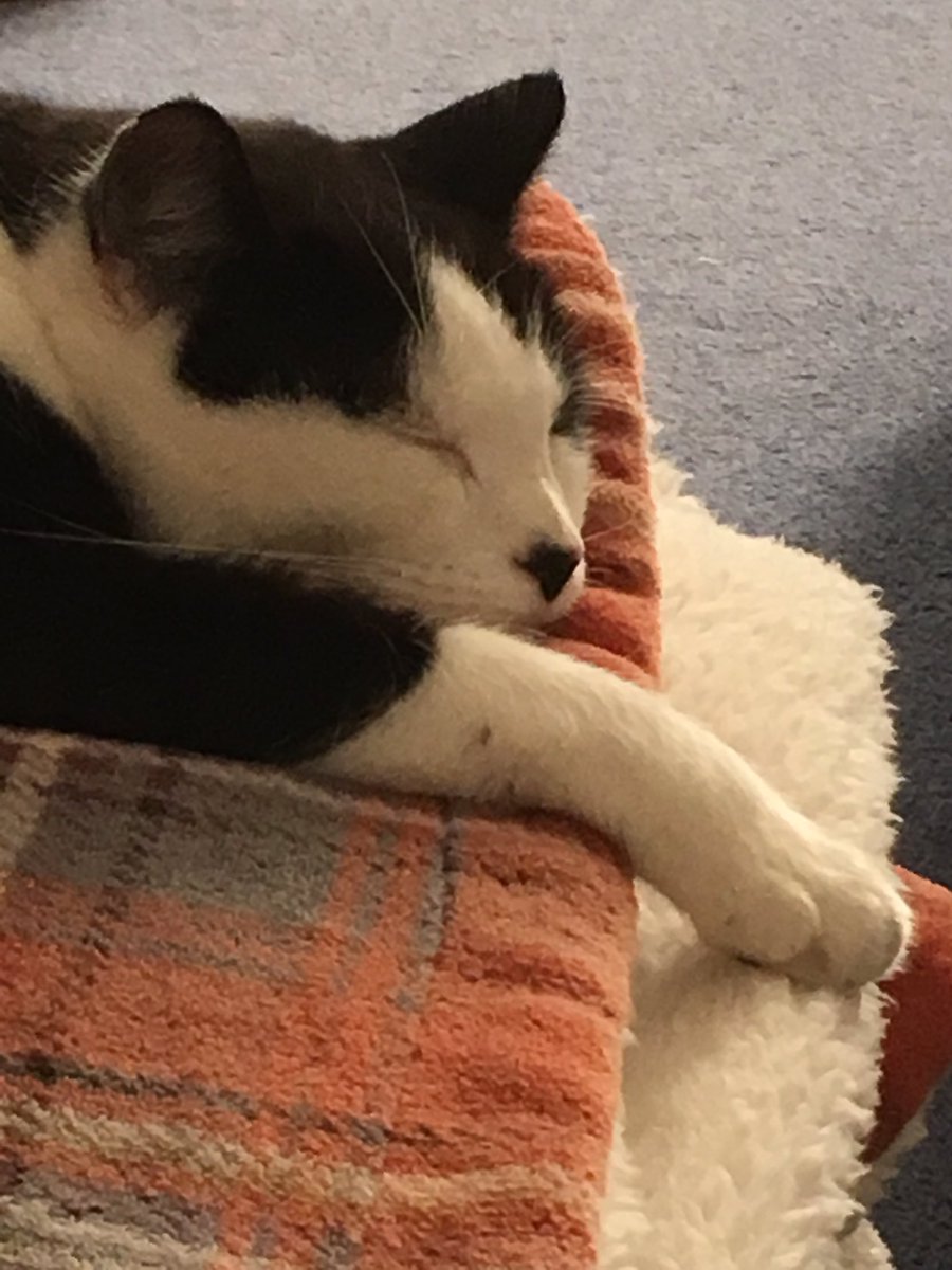 biped_owner's tweet photo. What a #Caturday So many snooze spots but so little time. #snoozykitty https://t.co/Us3FAcPHEC
