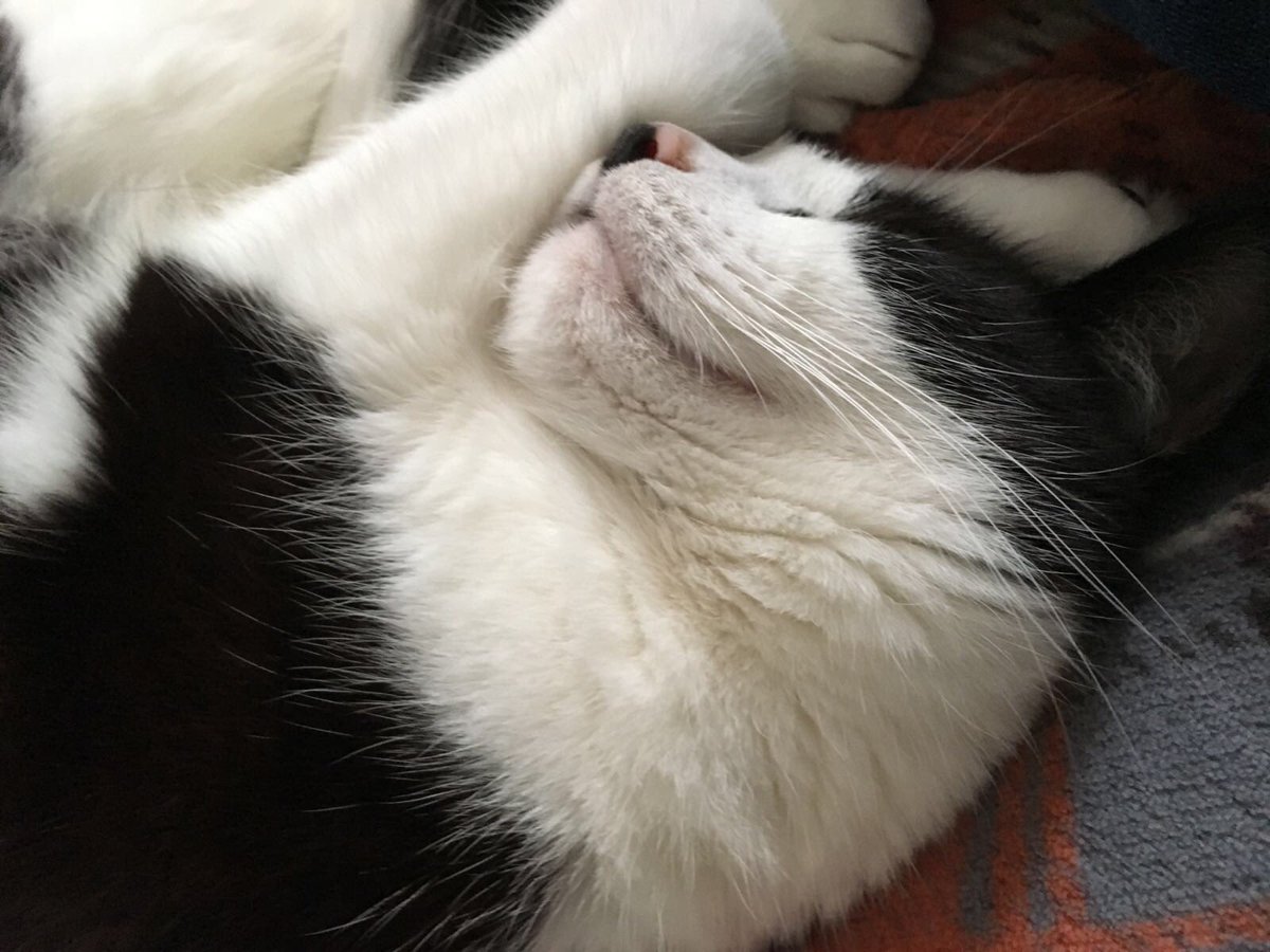 biped_owner's tweet photo. What a #Caturday So many snooze spots but so little time. #snoozykitty https://t.co/Us3FAcPHEC