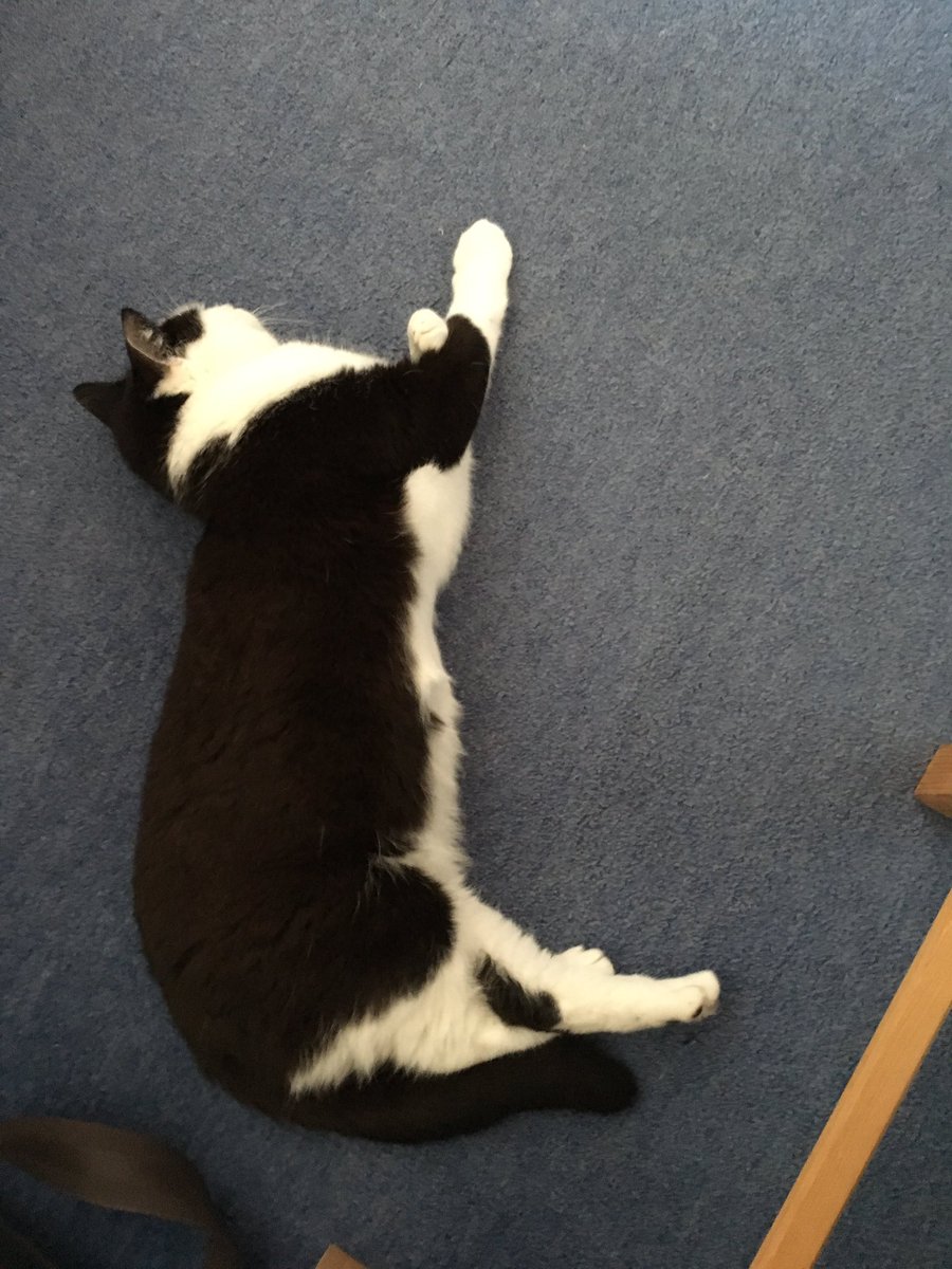 biped_owner's tweet photo. What a #Caturday So many snooze spots but so little time. #snoozykitty https://t.co/Us3FAcPHEC
