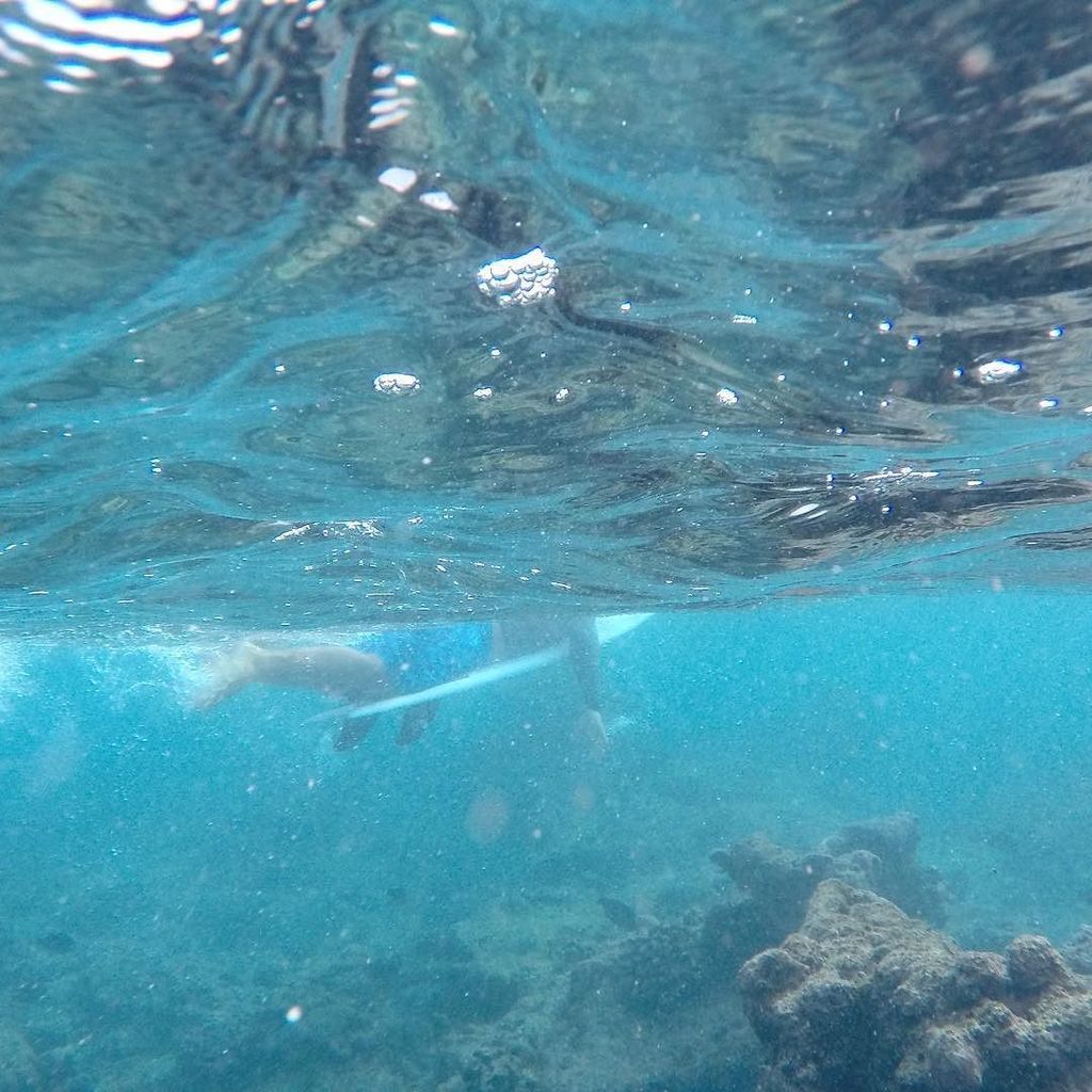 OhanaSurfPro's tweet photo. Wonder if the fish 🐟 wonder about us? 🐠🐬🐟🐳
#underthesea #undertheseaparty #surfer #bluemin… https://t.co/4AFpUPpU78 https://t.co/Pf42Ty0HHF