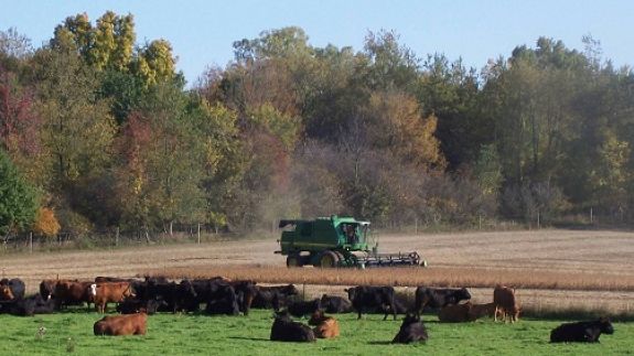 beef2live's tweet photo. Michigan cattle inventory up 3.5% from last year  https://t.co/uNgH7nDeet  #cattle #michigan #beef2live #cattleinventory #usda https://t.co/vfho528niy