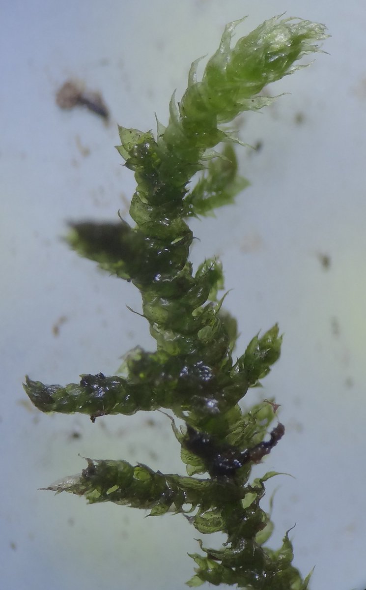 Re-found Hyocomium amoricum with <a href="/LliamRooney/">Botany Bill</a> in Fishpond Wood, The Blean. Discovered 1956 by T. Laflin. Only East Kent site <a href="/BBSbryology/">BBSBryology</a>