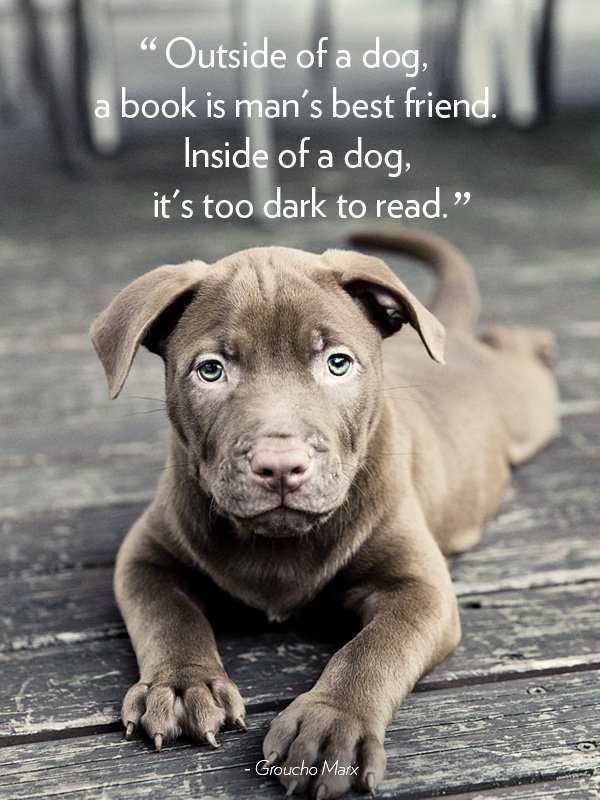 dogadvisorpro's tweet photo. https://t.co/edUHB6rV2a