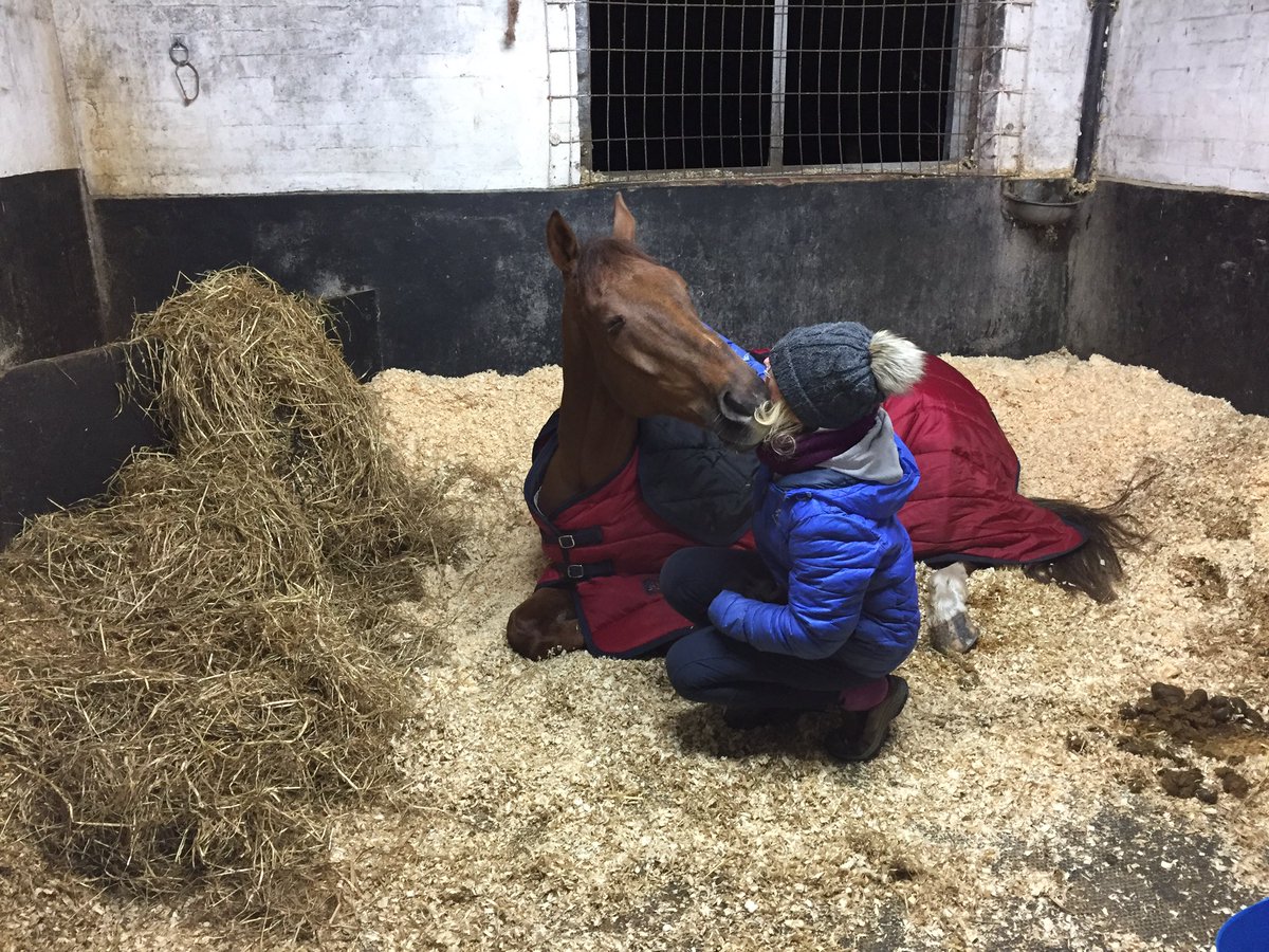 billlevett's tweet photo. When I can't find the wife where do I find her kissing her favourite horse goodnight in the stables 🙈#latechecks https://t.co/F6N2UVjd9y