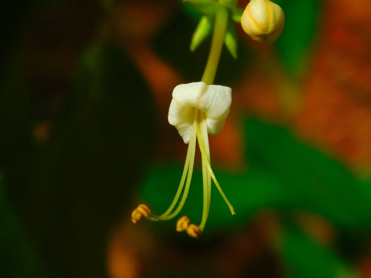 #Flowers #photography #Nikon