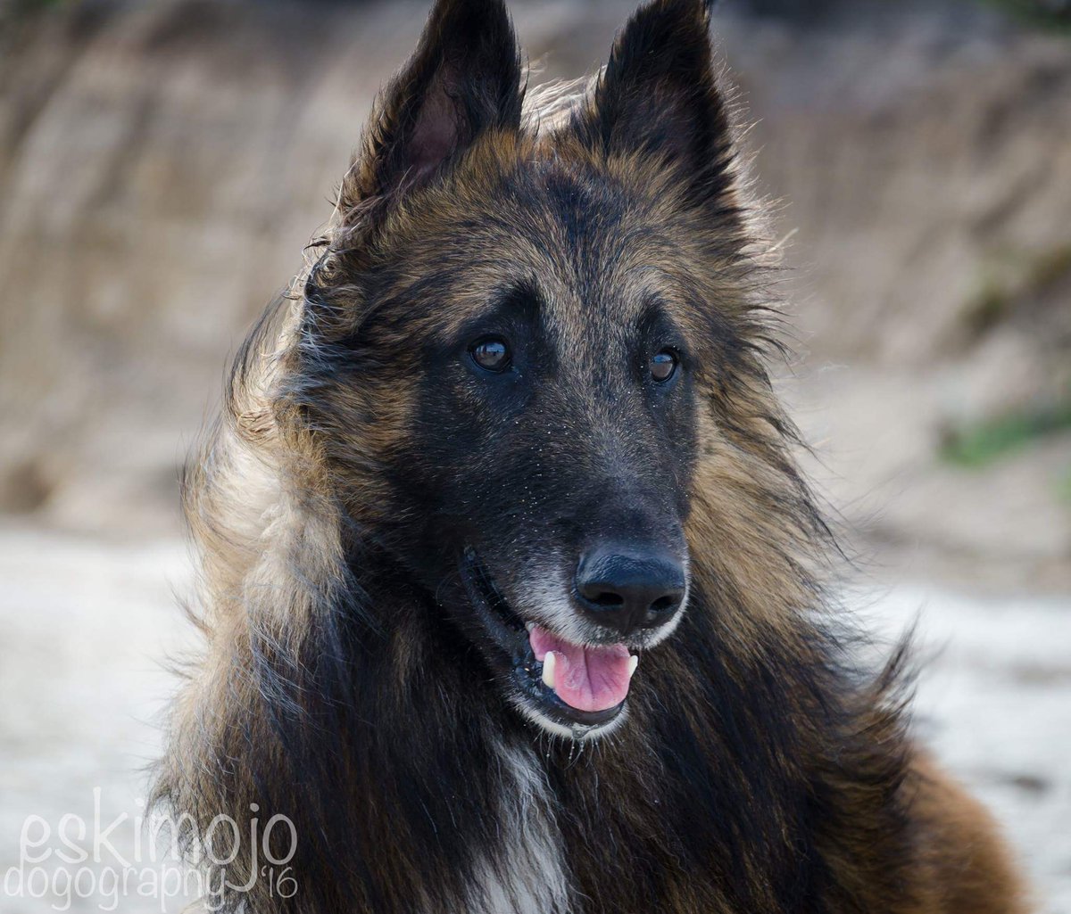 TrufyH's tweet photo. Our beautiful Belgian Shepherd. He battled a year to live before finally looking so handsome #BelgianShepherds #purebred #champinthemaking https://t.co/v3n0tiyHdI