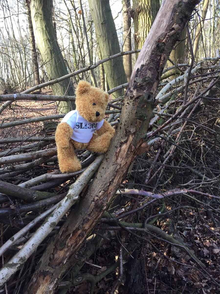 anne_dingwall's tweet photo. A good trg day with BAOCR AND RNRMOCR @ The Wild Forest Gym yesterday @sli365 @BA_OCR with Monty Bear training as well 😂 https://t.co/8bYuUbRmCg