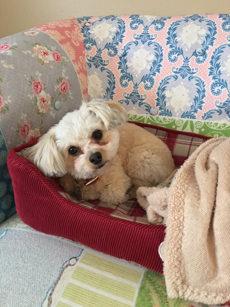 namtreb68's tweet photo. @eTYMrak Sadie says let me at em https://t.co/9OgG7u5orY