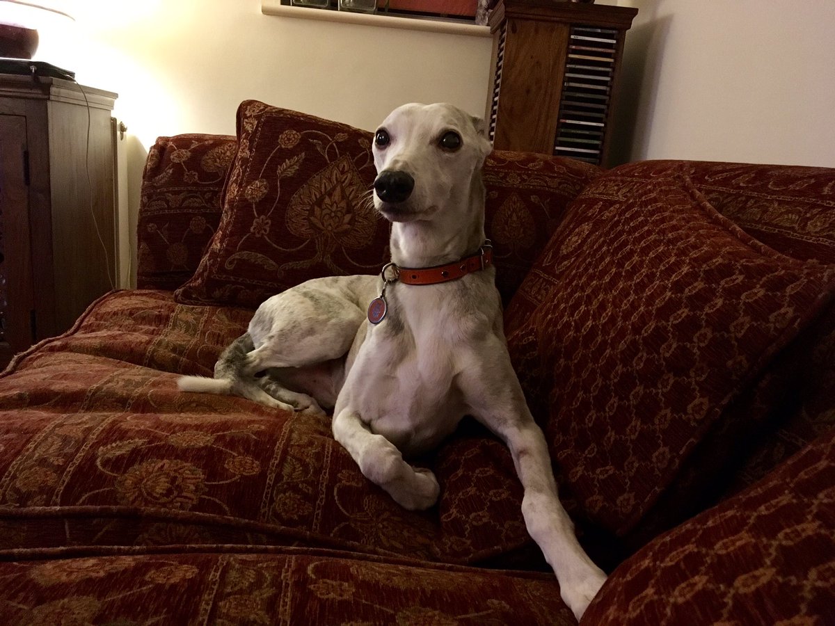 kevinthewhippet's tweet image. Is u sneakily cookin some snacks mum? U wudnt be finkin of scoffin dem wivvout givin me some wud u? Lucky I waked up!