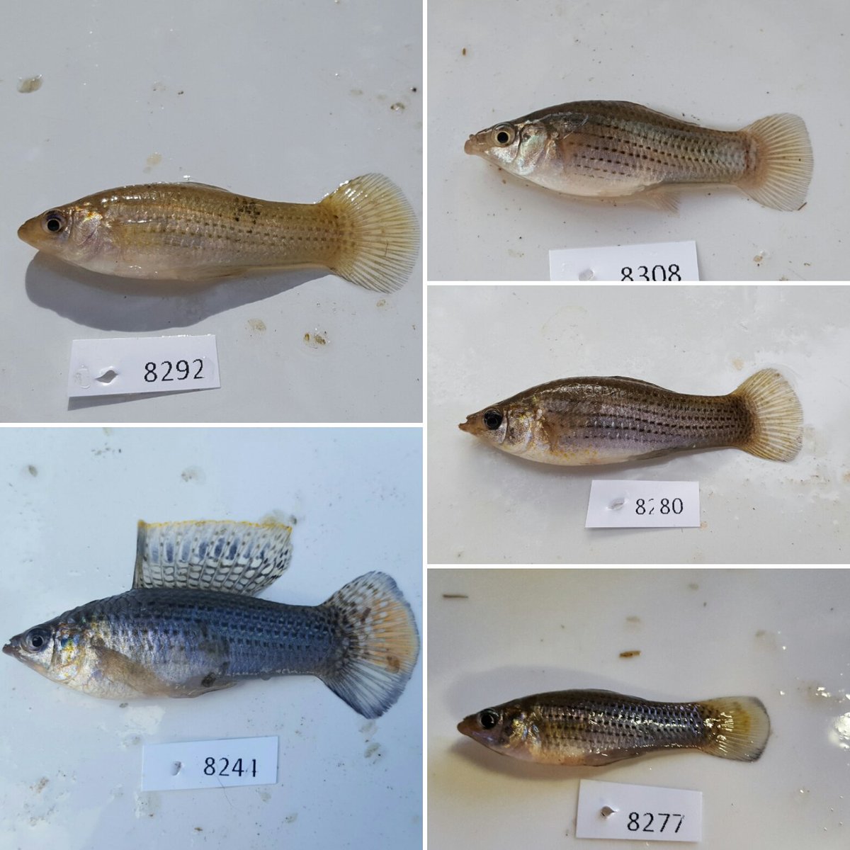 A_J_Turner's tweet photo. A.J. here - I'm an #actuallivingscientist studying how geological and ecological variables influence variation within livebearing fishes. https://t.co/SBDGoFMNzU