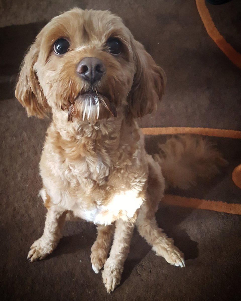 CharlieMaxiJ's tweet photo. A weekend full of #meetandsniffs https://t.co/GLWU97Vcgh