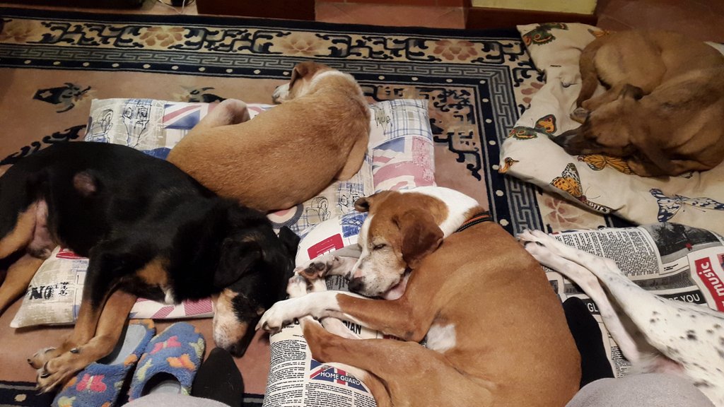 Cuccioloni miei!!!