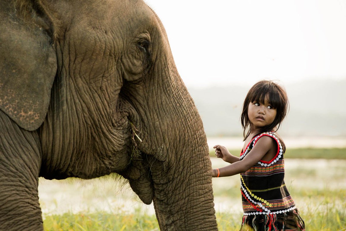 HoianRehahn's tweet photo. Elephants shouldn’t slave for tourists in Vietnam. Read this article
https://t.co/2zIb9c3e7c https://t.co/boc8RB8ifu