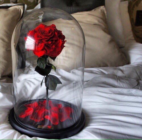 crazylifefacts_'s tweet photo. THESE ARE ABSOLUTELY STUNNING 😍😍 https://t.co/yicdsQeI4w